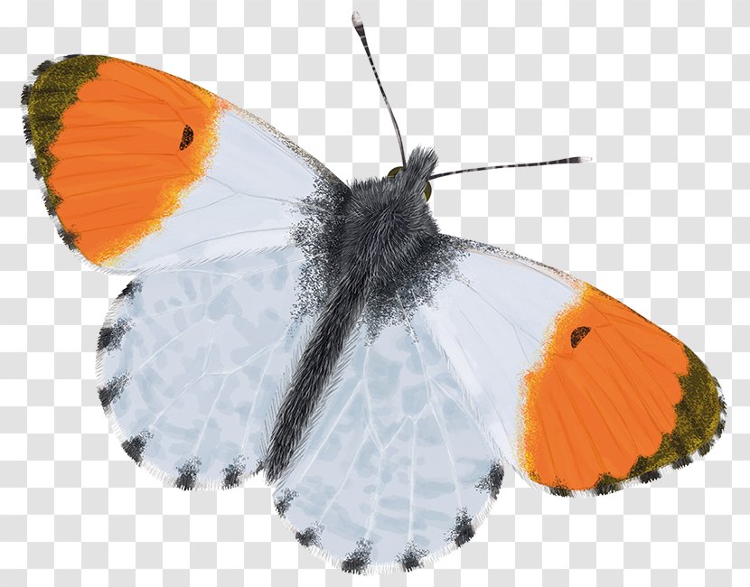 Brush-footed Butterflies Gossamer-winged Moth Butterfly - Invertebrate Transparent PNG