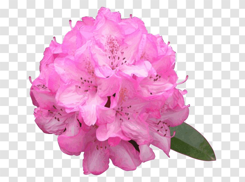Azalea Pink Flowers Rhododendron Macrophyllum - Ericales - Lilac Flower Transparent PNG