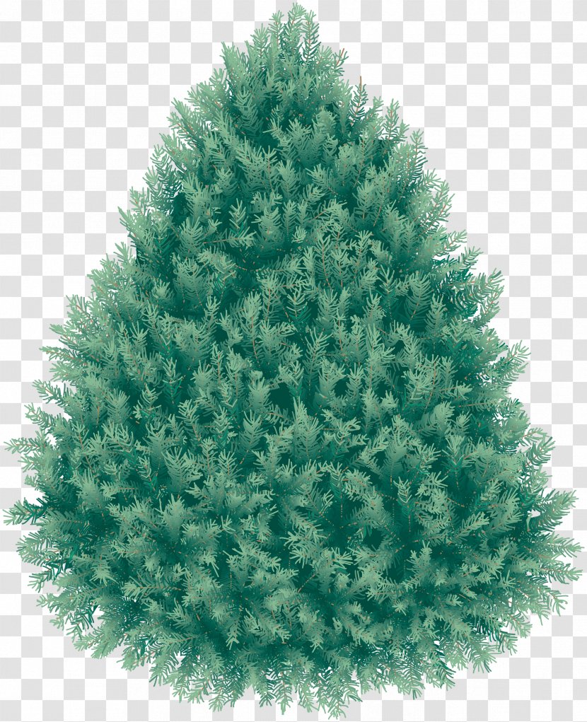 Blue Spruce - Pine Family - Christmas Fir-tree Image Transparent PNG
