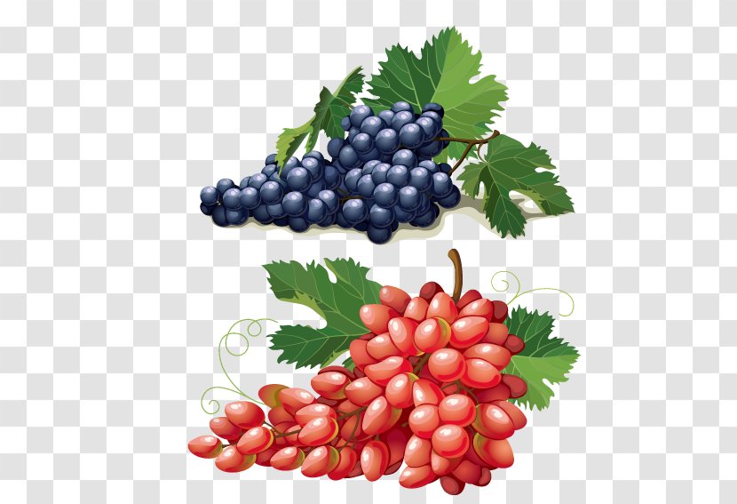 Grape Euclidean Vector Adobe Illustrator Illustration - Seedless Fruit - Red Grapes Purple Transparent PNG