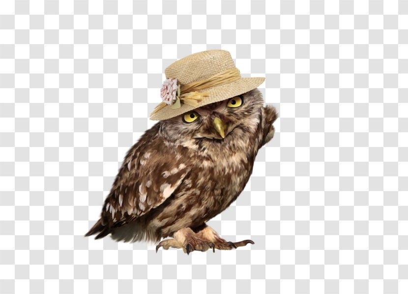 Owl Bird - Animal - Beauty Transparent PNG