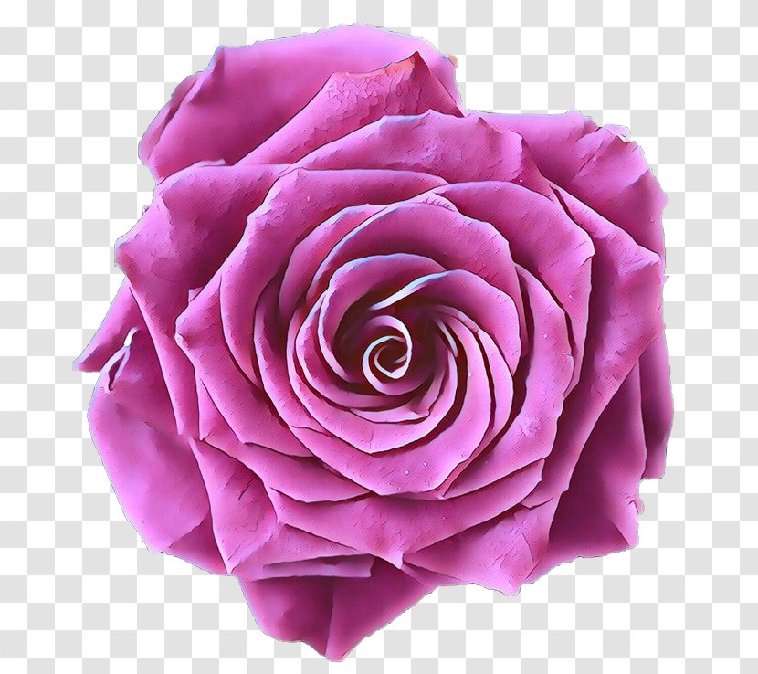 Garden Roses Cabbage Rose Floribunda Cut Flowers Close-up - Pink - Lavender Transparent PNG