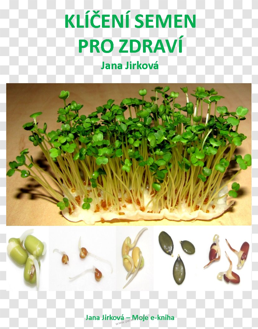 Garden Cress Sprouting Germination Seed Plant - Superfood Transparent PNG