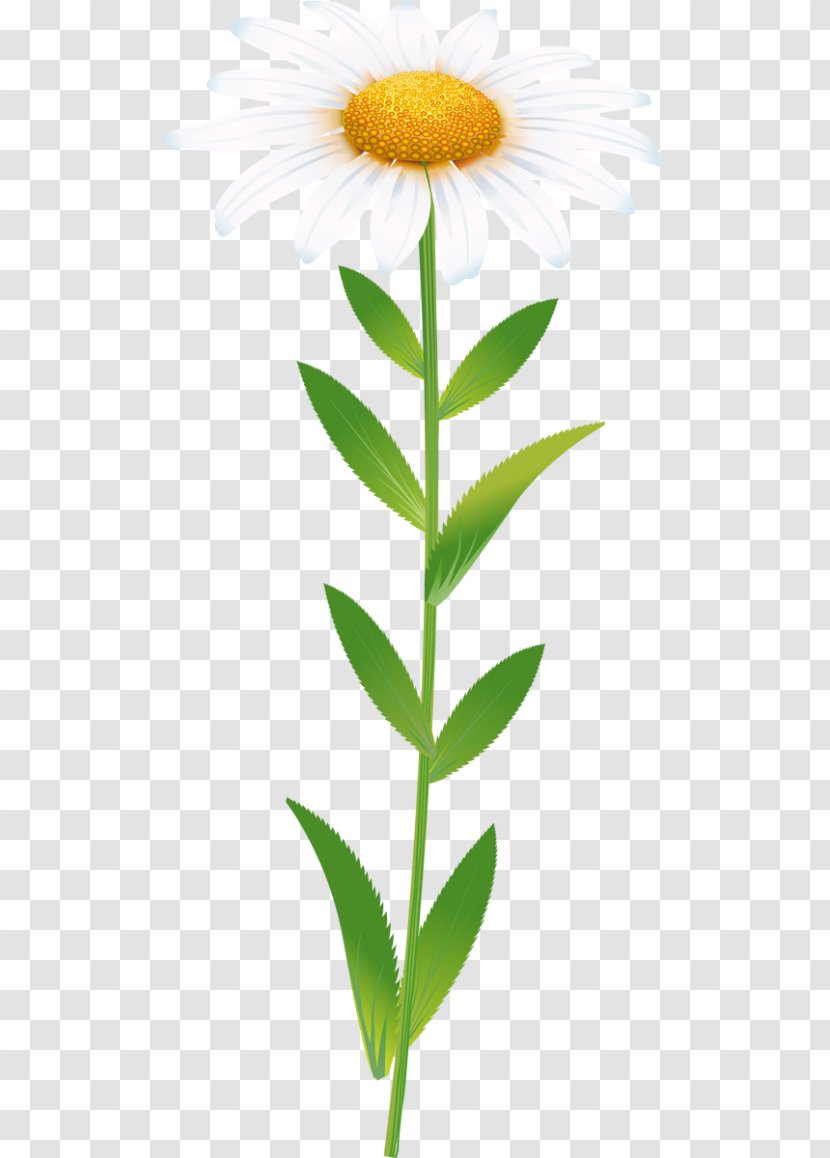 Oxeye Daisy Roman Chamomile German Drawing - Plant Stem Transparent PNG