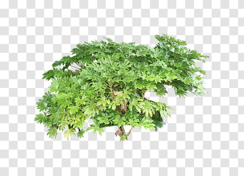 Tree Plant Cypress - Herb - Green Plants Transparent PNG
