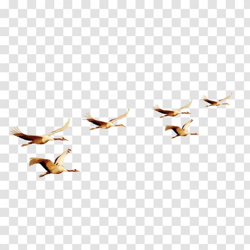 Bird Flight Euclidean Vector - Ducks Geese And Swans - Flying Material Transparent PNG