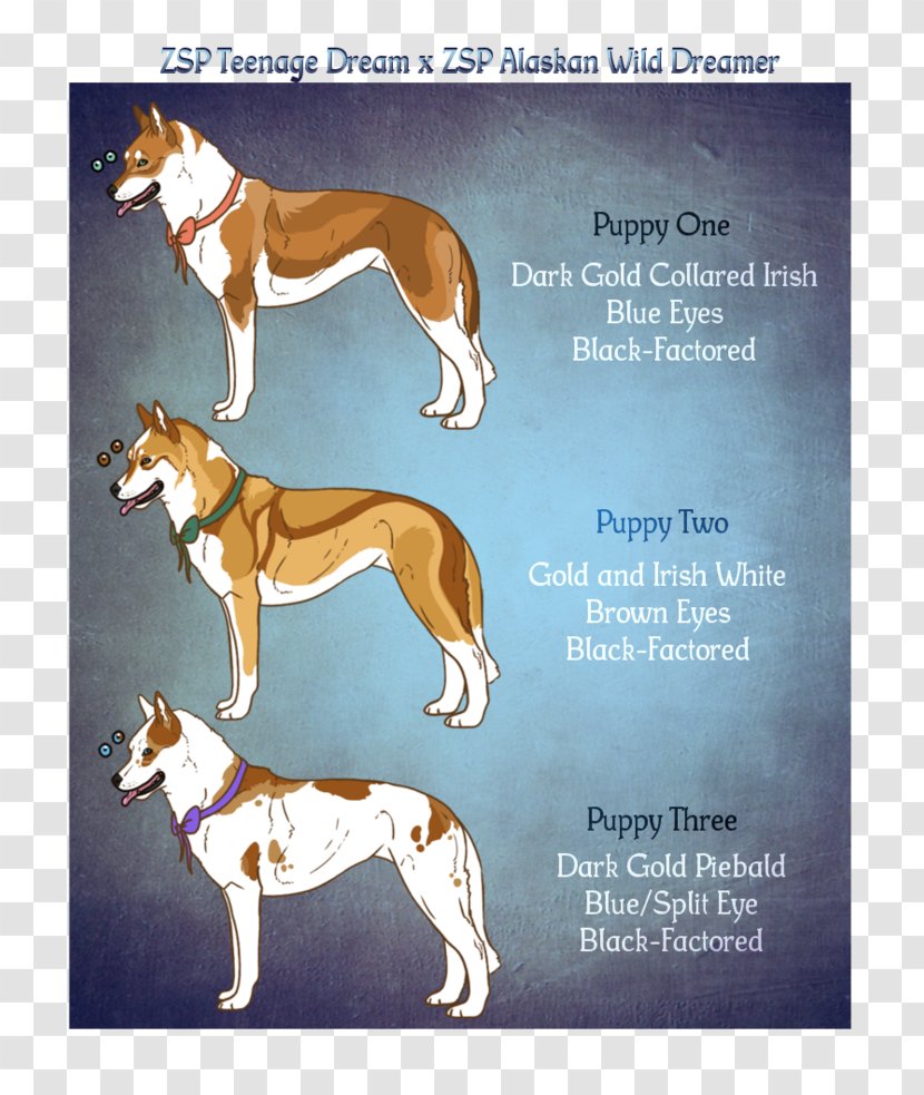 Whippet Spanish Greyhound Italian Azawakh Longdog - Galgo Espa%c3%b1ol - Husky SiBERIAN Transparent PNG