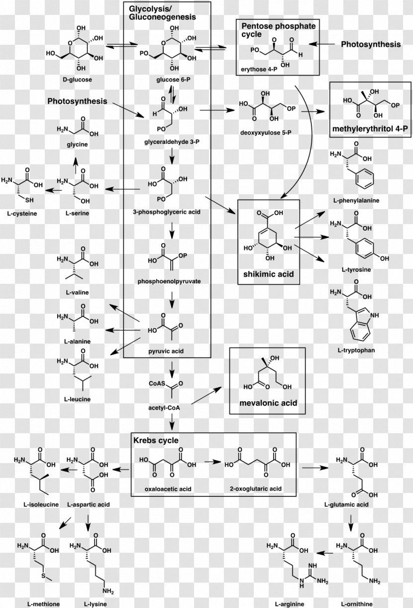 Secondary Metabolite Biosynthesis Organism Natural Product - Silhouette - Frame Transparent PNG
