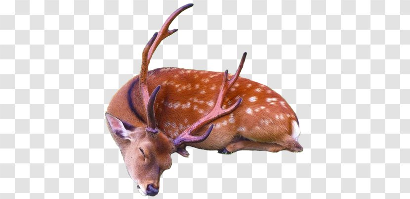 Reindeer Sika Deer Clip Art - Antler Transparent PNG