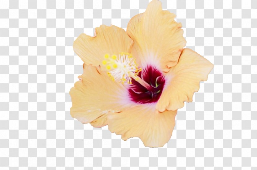 Pink Flower Cartoon - Cattleya - Iris Beige Transparent PNG