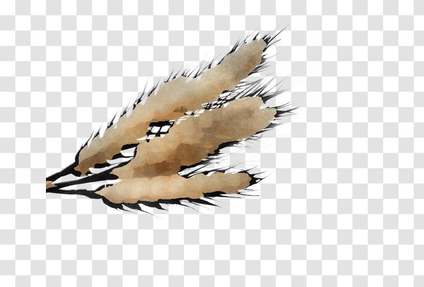 Feather Transparent PNG