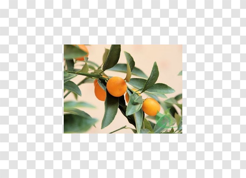 Kumquat Tangerine Mandarin Orange Rangpur Clementine - Garden Centre Transparent PNG