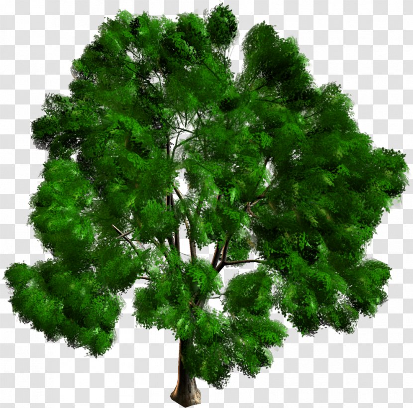 Pine Fir Evergreen Biome Leaf - Tree Transparent PNG