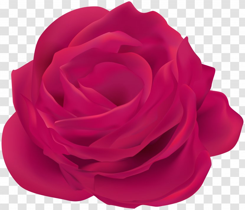 Garden Roses Cabbage Rose Blue Red - Cut Flowers - Pink Transparent PNG