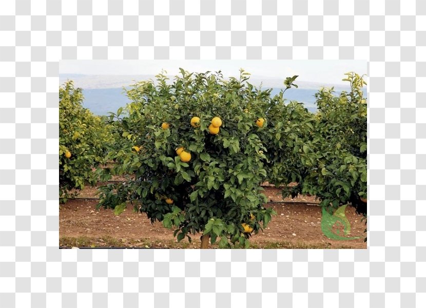 Citrus Shrub Rio De Janeiro Fruit Computer Science - Heart - Garden Centres Transparent PNG