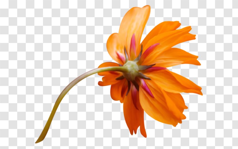Image Orange Vector Graphics Flower - Plant Transparent PNG