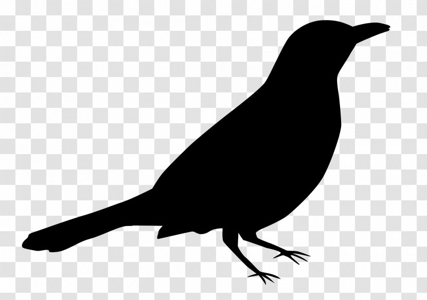 American Crow Sparrows Beak Fauna Silhouette - Blackbird Transparent PNG