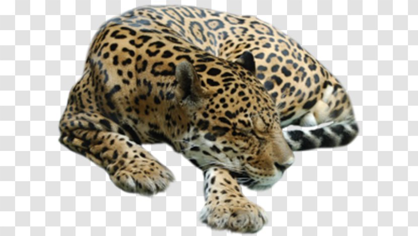 Cheetah Tiger Leopard Lion - Image File Formats - Spots Transparent PNG