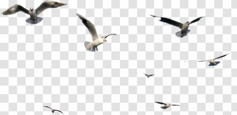 Bird Clip Art - Sky Transparent PNG