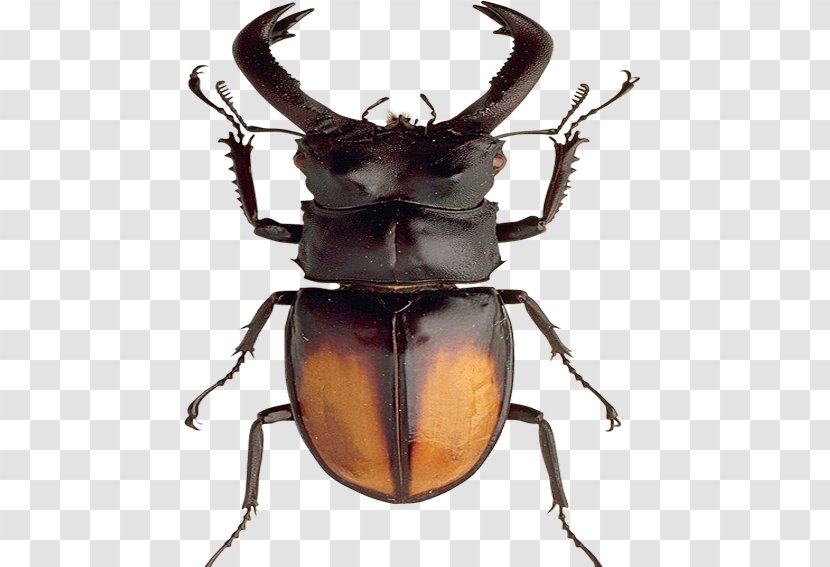 Africa Japanese Rhinoceros Beetle - Insect Transparent PNG