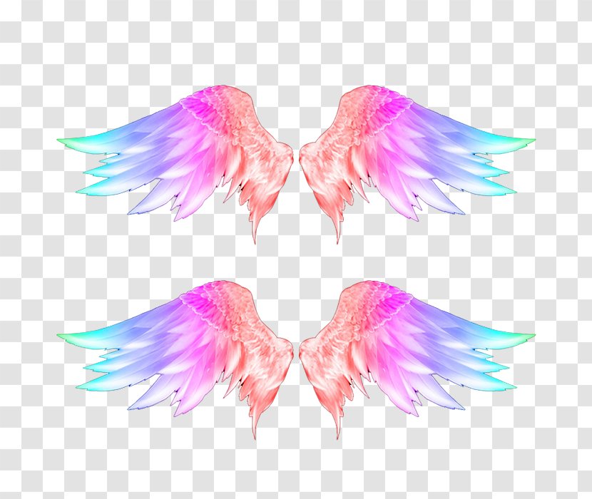 Wings Feather Download - Data - Color Photos Transparent PNG