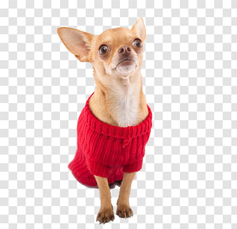 Chihuahua Puppy Dog Breed Companion Clothing Transparent PNG
