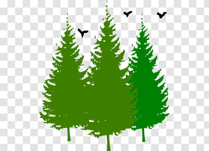 Eastern White Pine Tree Clip Art - Christmas Decoration Transparent PNG