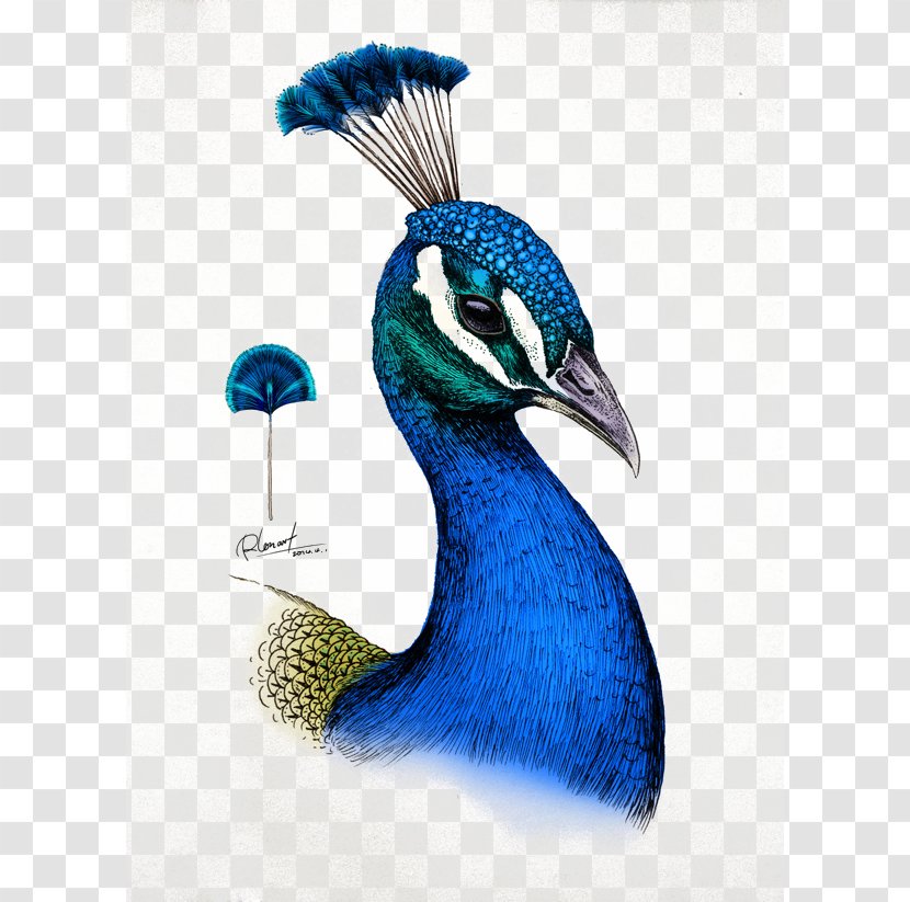 Drawing Millie Marottas Animal Kingdom - Pencil - A Colouring Book Adventure Colored IllustrationPeacock Transparent PNG