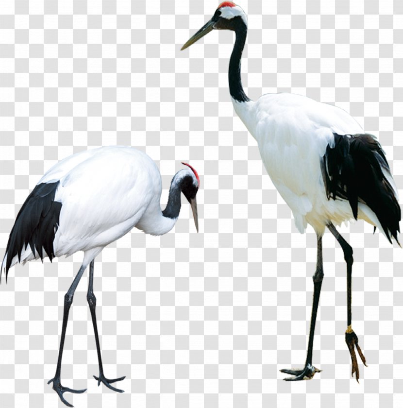 Two Red-crowned Cranes - Computer Software - Crane Transparent PNG