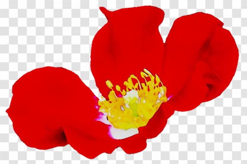 Rose Herbaceous Plant Family M Invest D.o.o. Plants RED.M - Flowering Transparent PNG