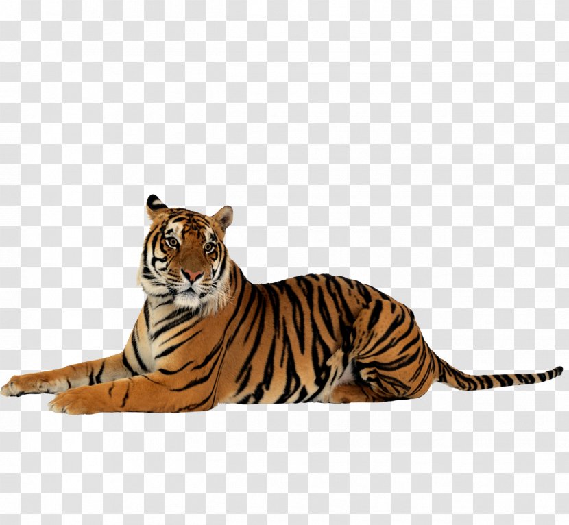 Tiger Clip Art - White - Tigers TigersButtoning Photos Transparent PNG