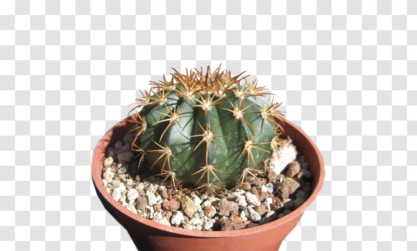 San Pedro Cactus Prickly Pear Flowerpot Strawberry Hedgehog Cactaceae Transparent PNG