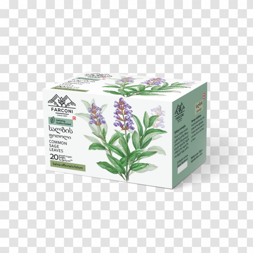 Herbalism - Herbal - Common Sage Transparent PNG