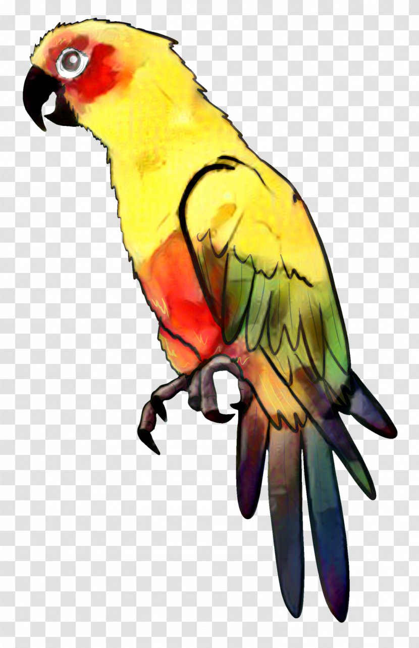 Parrot Bird Drawing Parakeet Clip Art - Wing - Budgie Transparent PNG