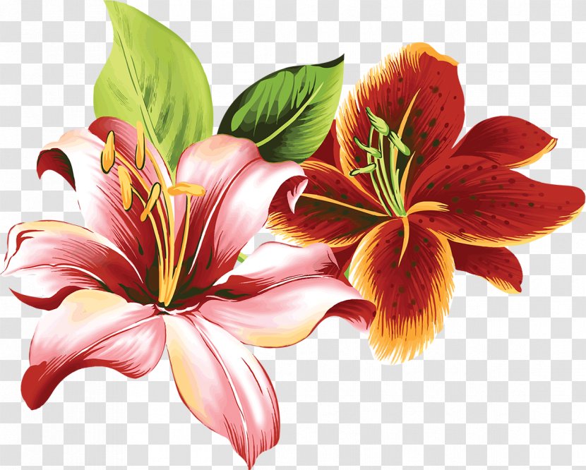 Hemerocallis Fulva Tiger Lily Flower Clip Art - Coloring Book - Callalily Transparent PNG