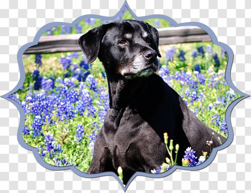 Labrador Retriever Puppy Dog Breed Sporting Group Transparent PNG