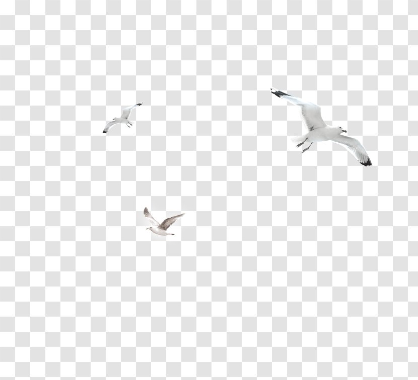 Bird Black And White Angle - Drawing - Gull Transparent PNG