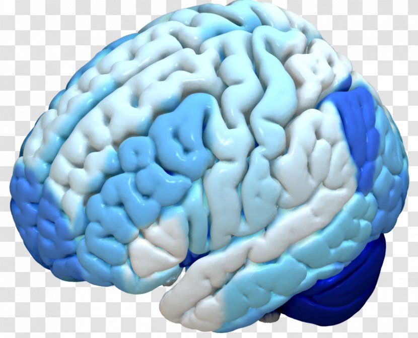 Human Brain Cerebral Cortex Brodmann Area FreeSurfer - Cartoon Transparent PNG
