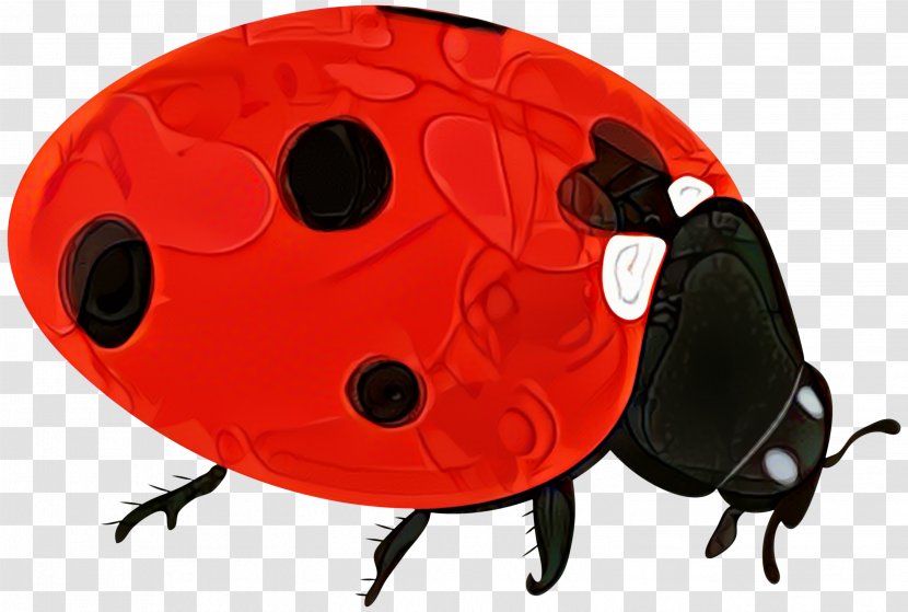 Beetle Product Design Lady Bird - Invertebrate Transparent PNG