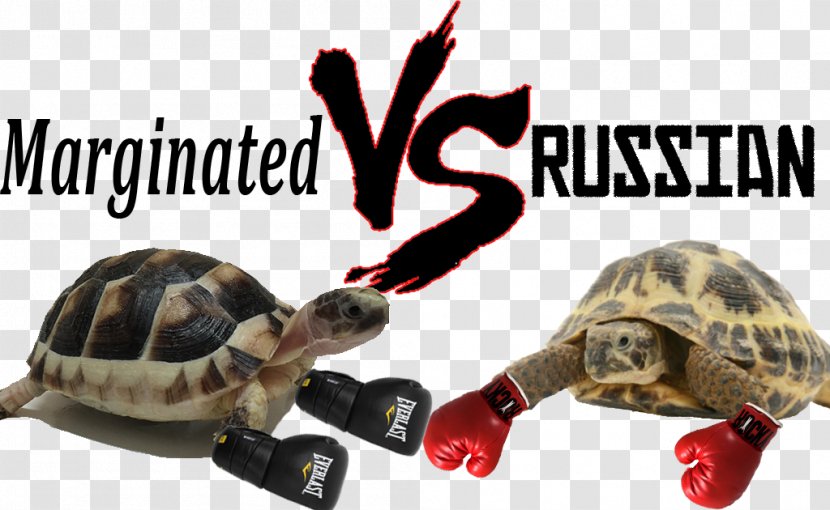 Box Turtles Marginated Tortoise Russian Hermann's Transparent PNG