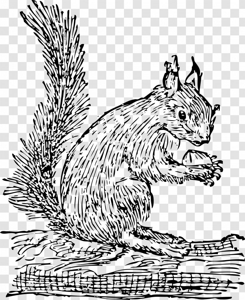 Squirrel Clip Art - Whiskers Transparent PNG
