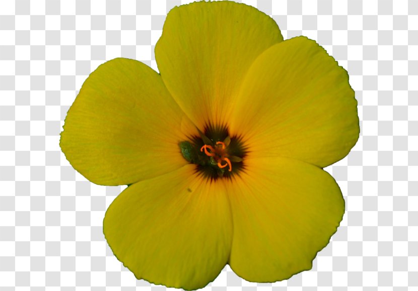 Hibiscus Annual Plant Herbaceous Violet Family - Wildflower Transparent PNG