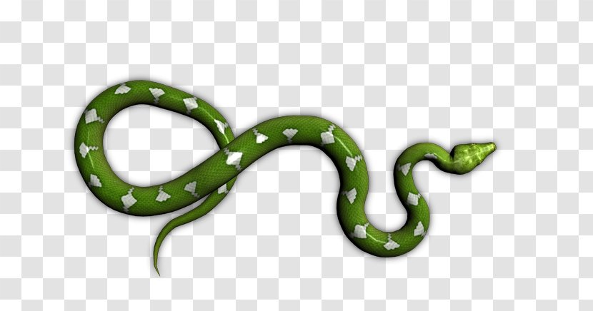 Boa Constrictor Snake Boas Amphibian Animal - Com Transparent PNG