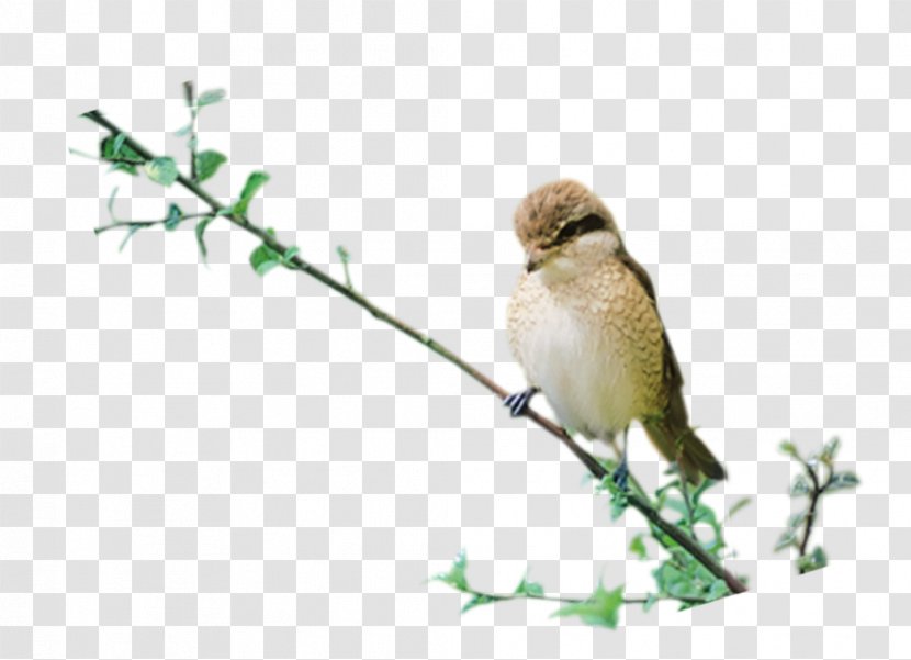 House Sparrow Bird Clip Art - Flock Transparent PNG