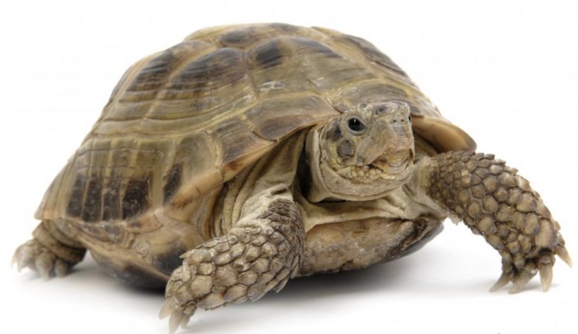 Turtle Reptile Gopherus Desert Tortoise Russian - Emydidae Transparent PNG