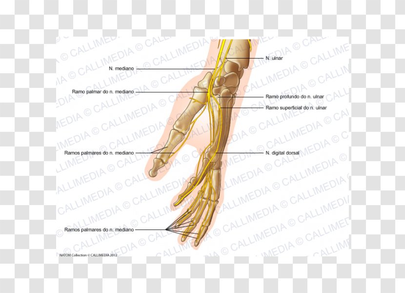 Finger Grasses Ear Jaw Nerve - Heart Transparent PNG