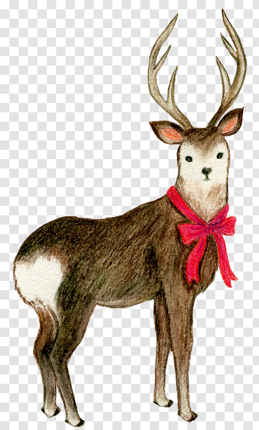 Reindeer Elk Butterfly White-tailed Deer - Wearing A Bow Decorative Elements Transparent PNG