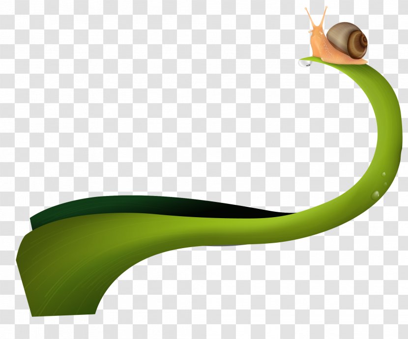 Green Curve - Drawing - Vector Painted Snail Transparent PNG