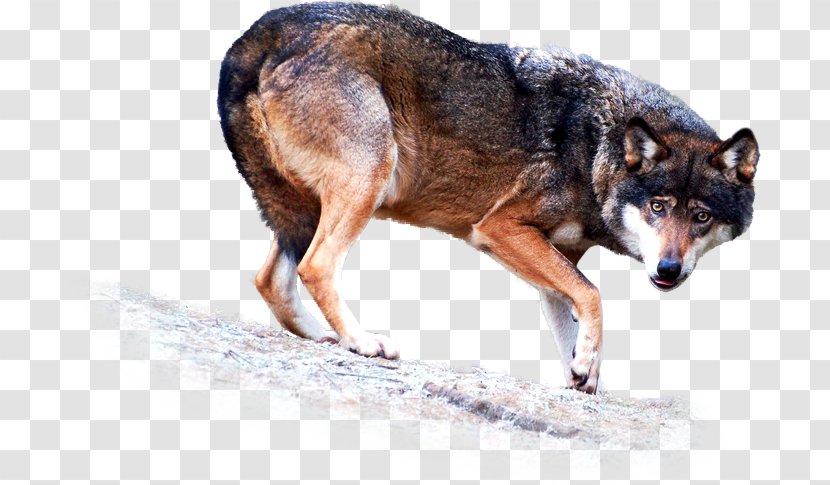 Coyote Dog Breed Snout Clip Art Transparent PNG