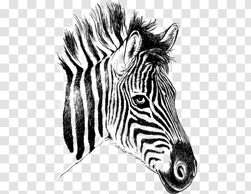 Quagga Zebra Drawing Clip Art - Horse Like Mammal - Image Transparent PNG